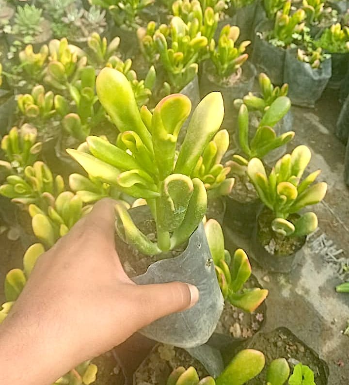 Crassula Ovata "Hobbit Jade" Succulent Plant